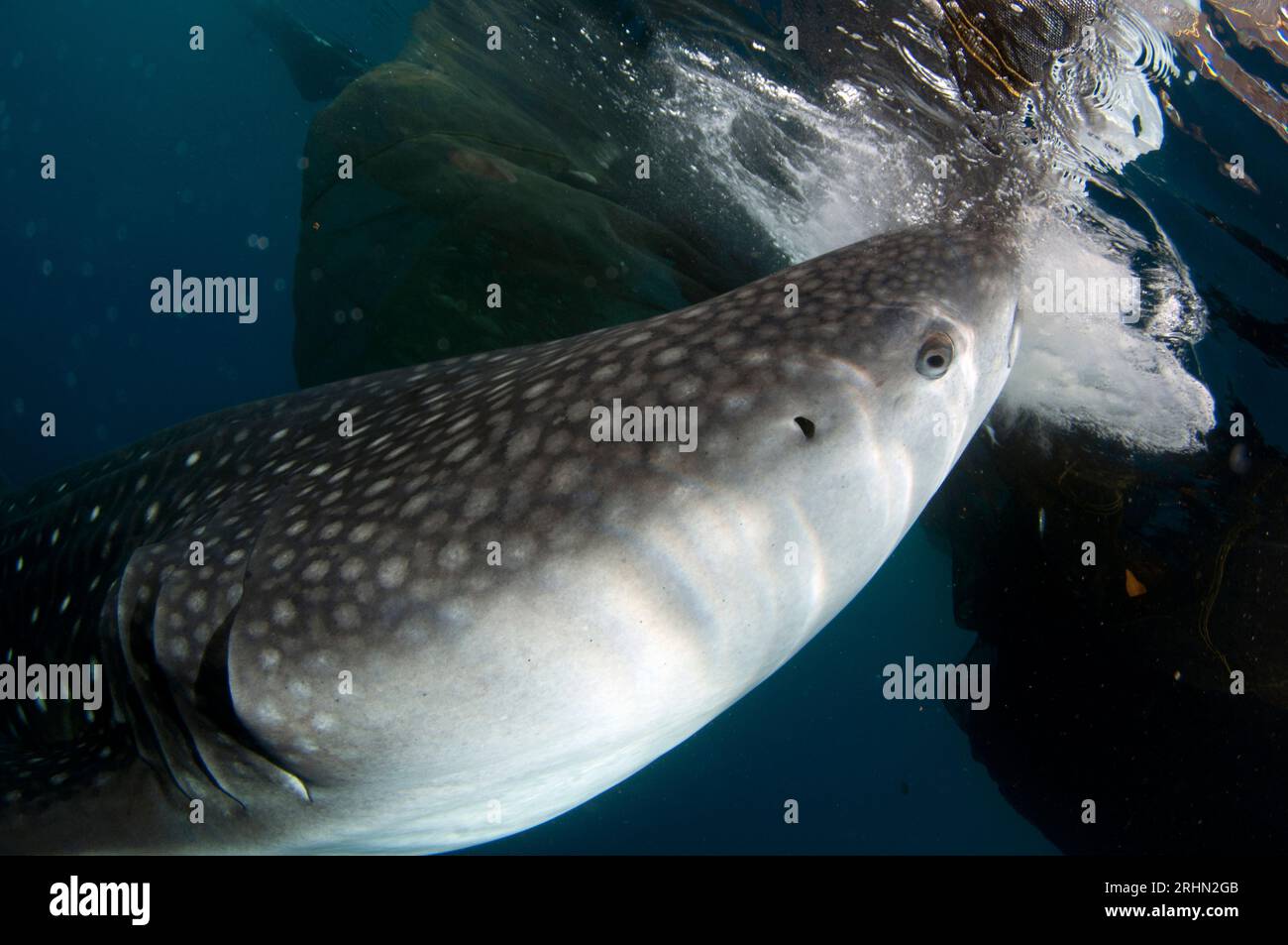 Whale Shark, Rhincodon typus, feeding near fishing raft, bagan ...