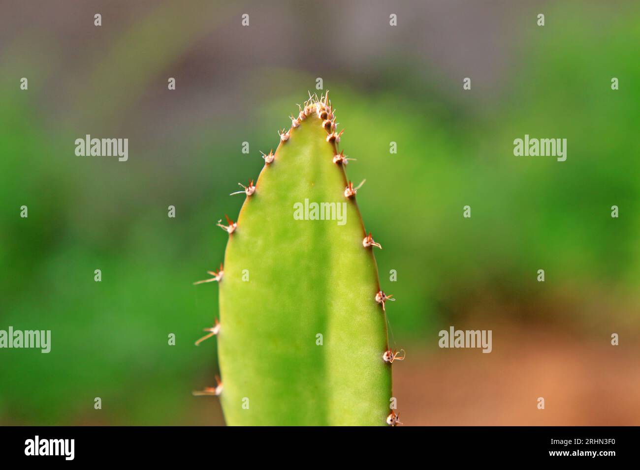 Hylocereus undatus plants closeup on a plantation, north china Stock Photo