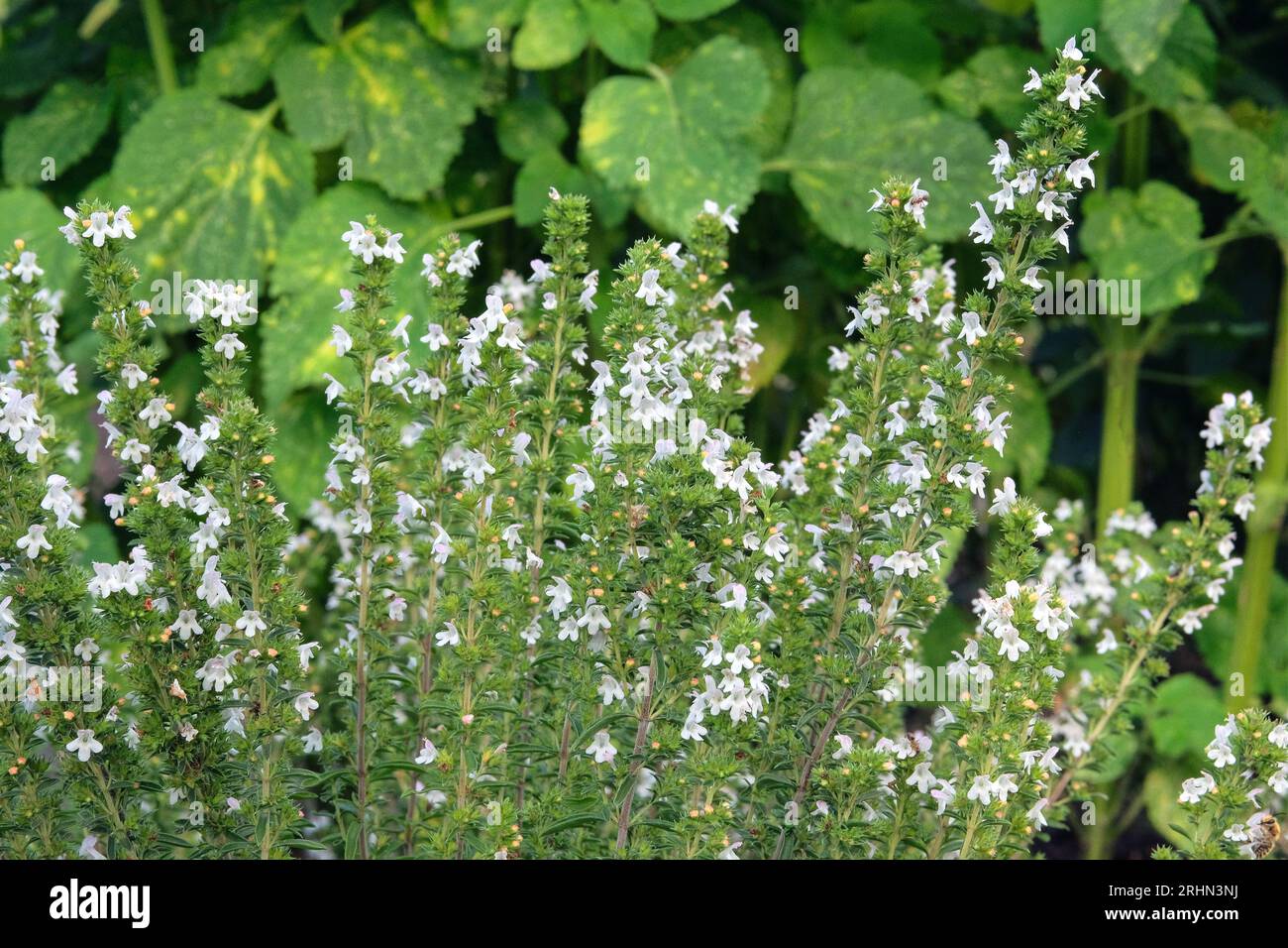 Dracocephalum moldavica in farming and harvesting. Growing herb at home. Rustic farm garden. Stock Photo