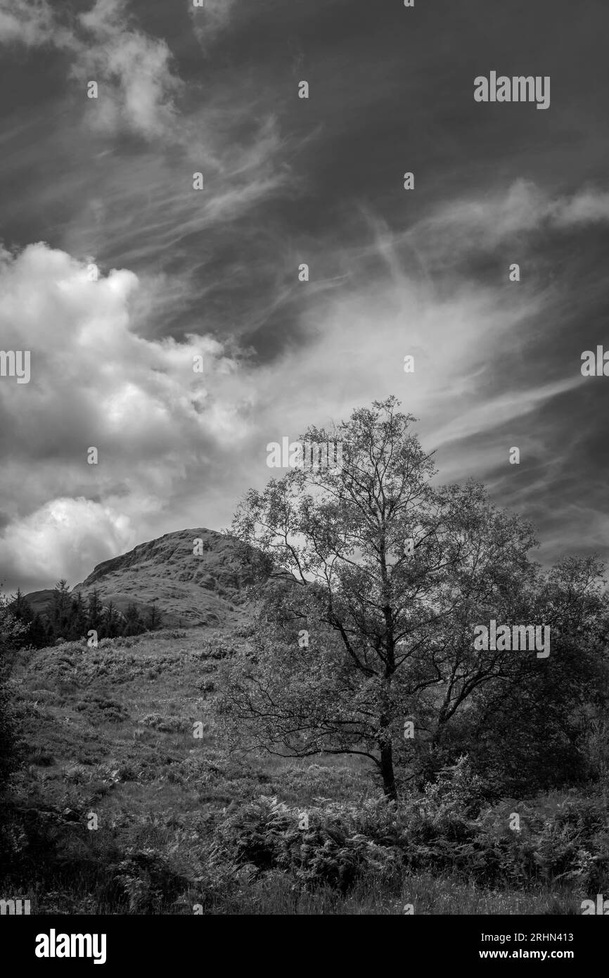 Black and white tree of national park Stock Photo Alamy