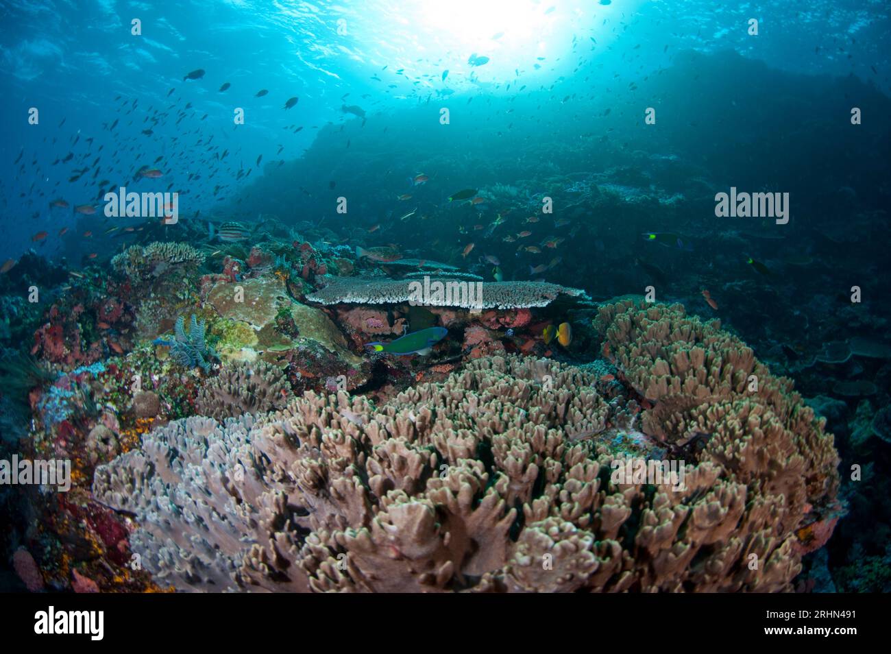 Leather Coral, Lobophytum compactum, with sun in background, Batu Bulong dive site, Tatawa Besar Island, between Komodo and Flores islands, Komodo Nat Stock Photo