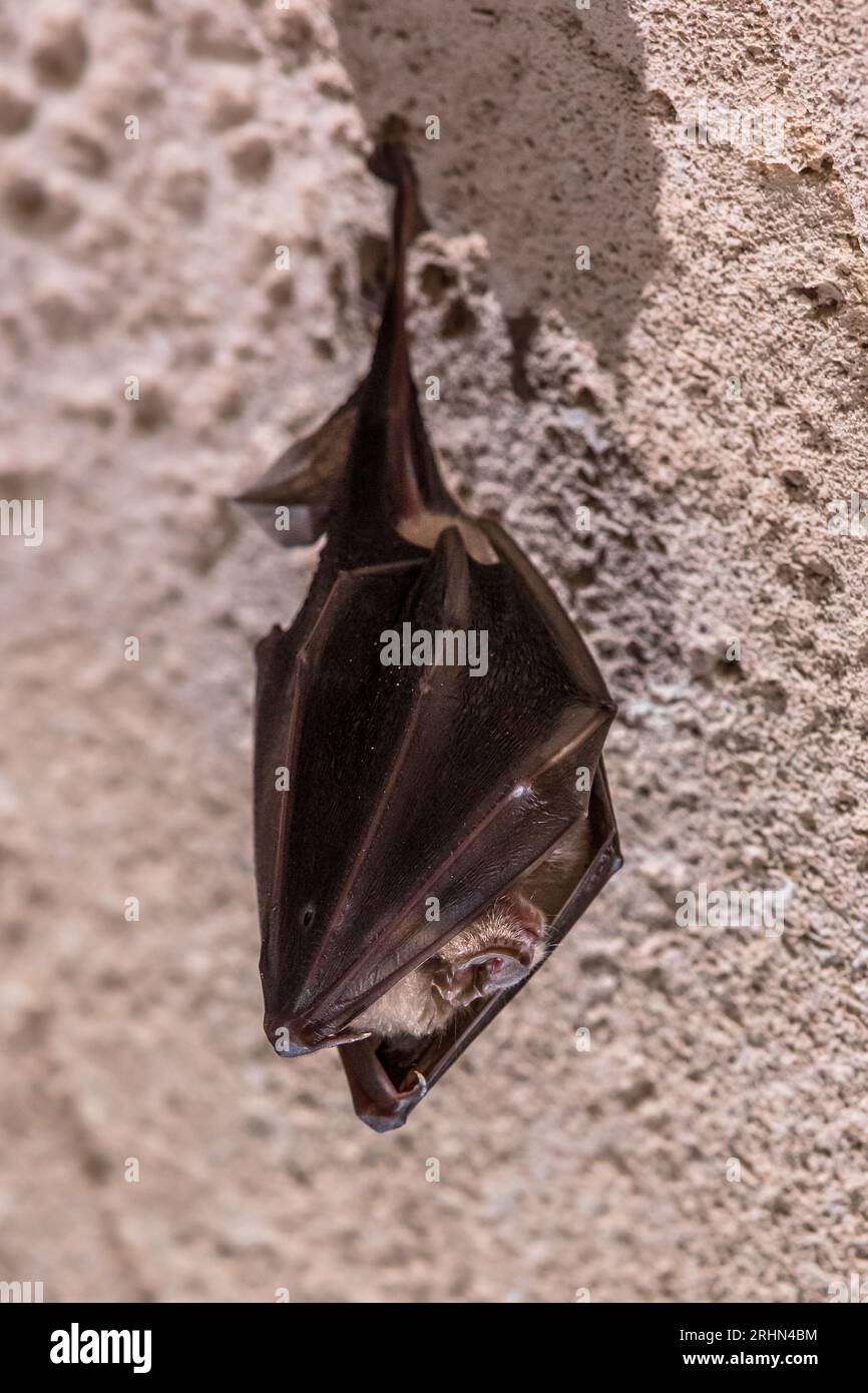 Greater long eared bat hi-res stock photography and images - Alamy