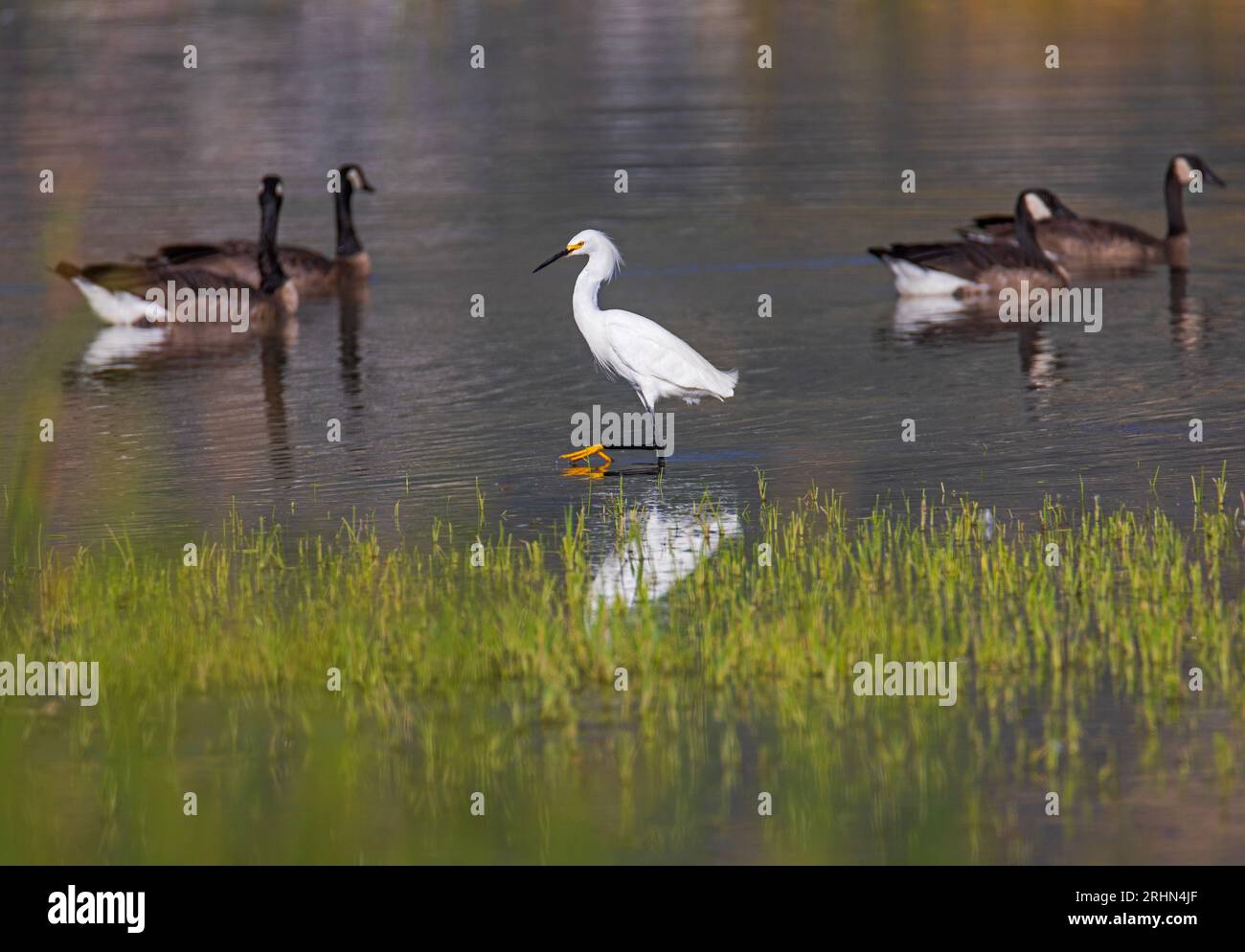 An elegant Snowy Egret (Egretta thula) wades in the water with four Canada Geese (Branta Canadensis) in the background at Farmington Bay WMA, Utah. Stock Photo