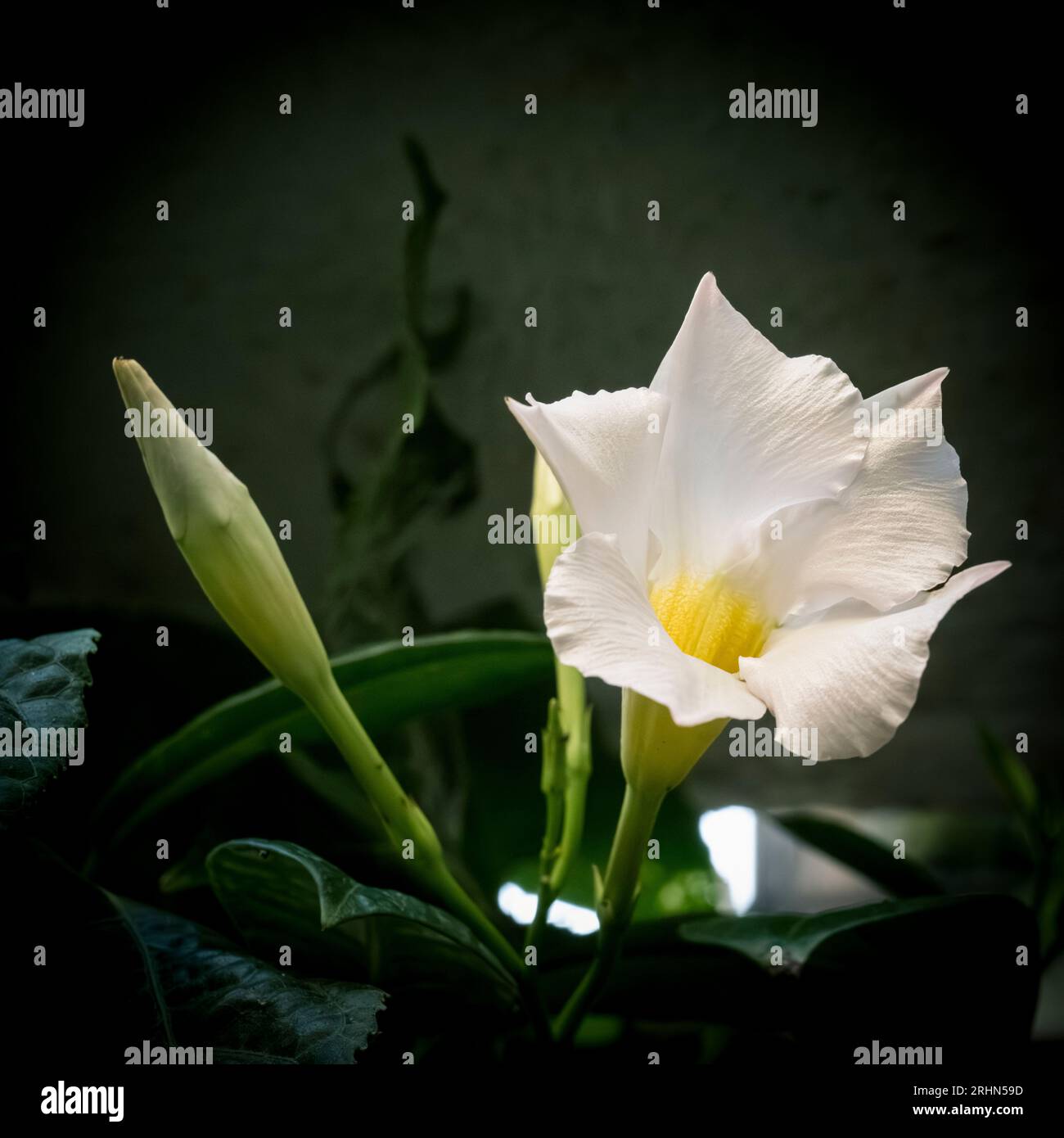 Pure white mandevilla flower (Mandevilla splendens)  Photographed in Israel in August Stock Photo