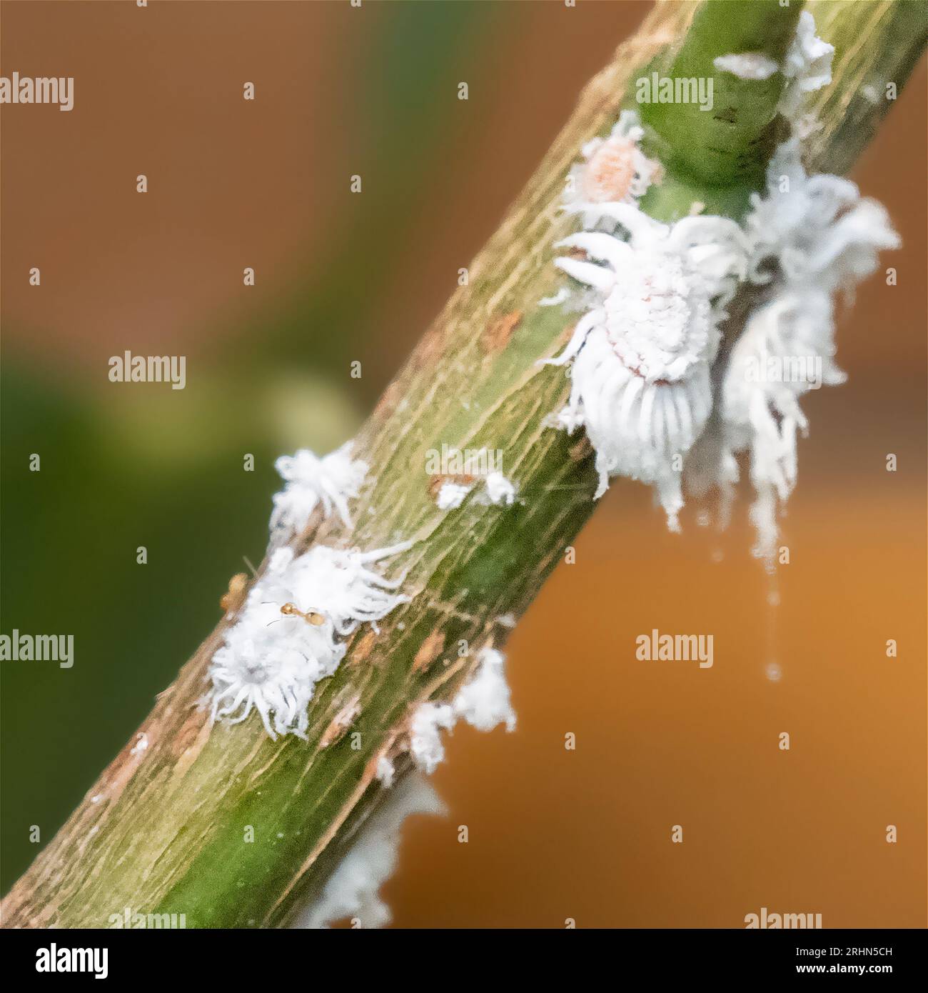 red and is harvesting honeydew from a Mealy bugs on a rose stem and