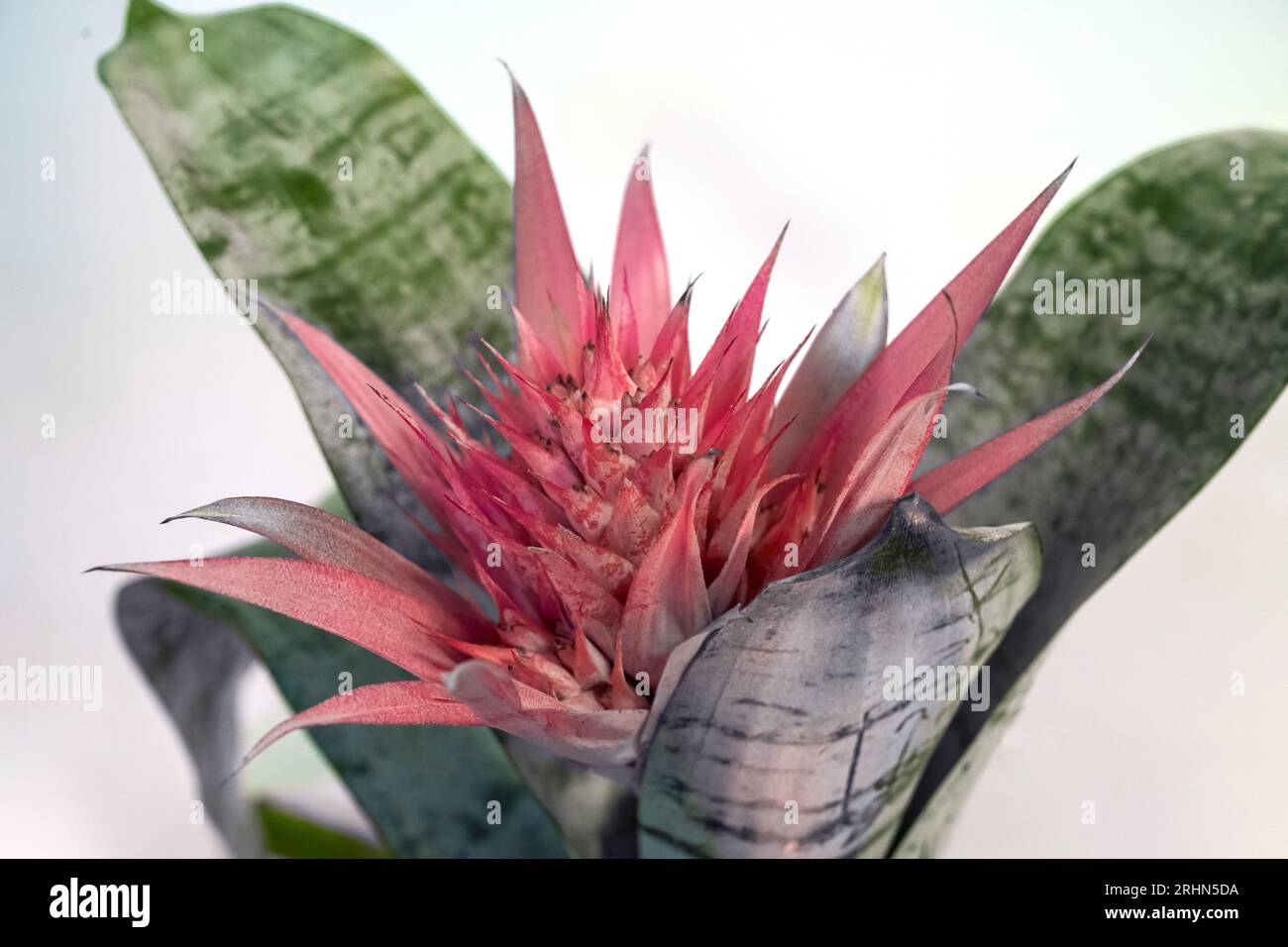 Aechmea fasciata, the silver vase or, urn plant, or simply Aechmea [Achmea] On white background  is a species of flowering plant in the bromeliad fami Stock Photo