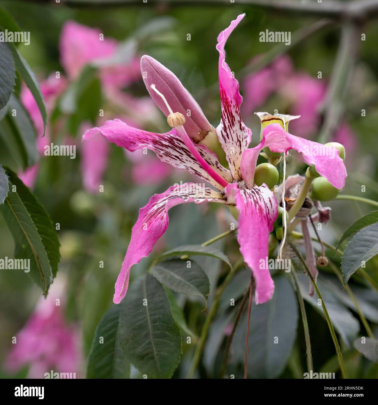 Close up of a flower of Ceiba speciosa, the floss silk tree The Silk Floss or Floss-Silk tree (Ceiba speciosa, formerly Chorisia speciosa), is a membe Stock Photo