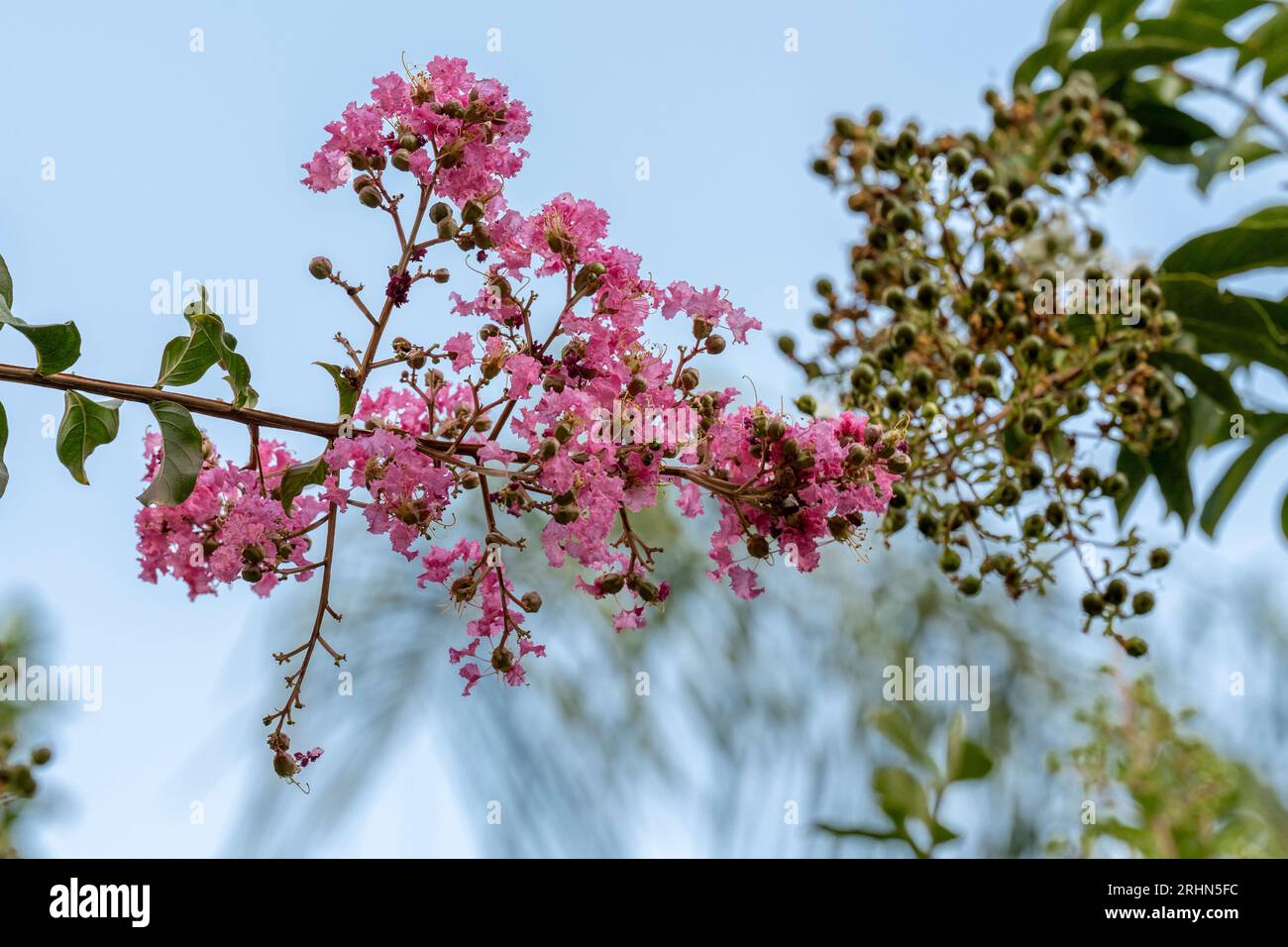 Pink flowering Crepe Myrtle (Lagerstroemia indica) tree. This deciduous tree flowers in various colours from July to September.Photographed in August Stock Photo