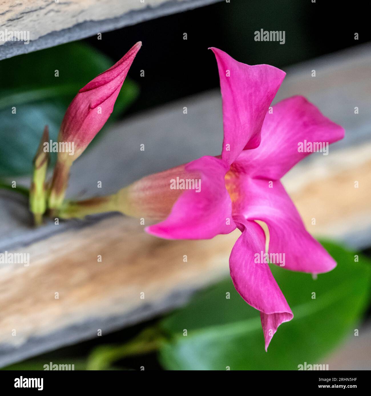 Close up of a bright red mandevilla flower (Mandevilla splendens) growing in a garden in Jaffa