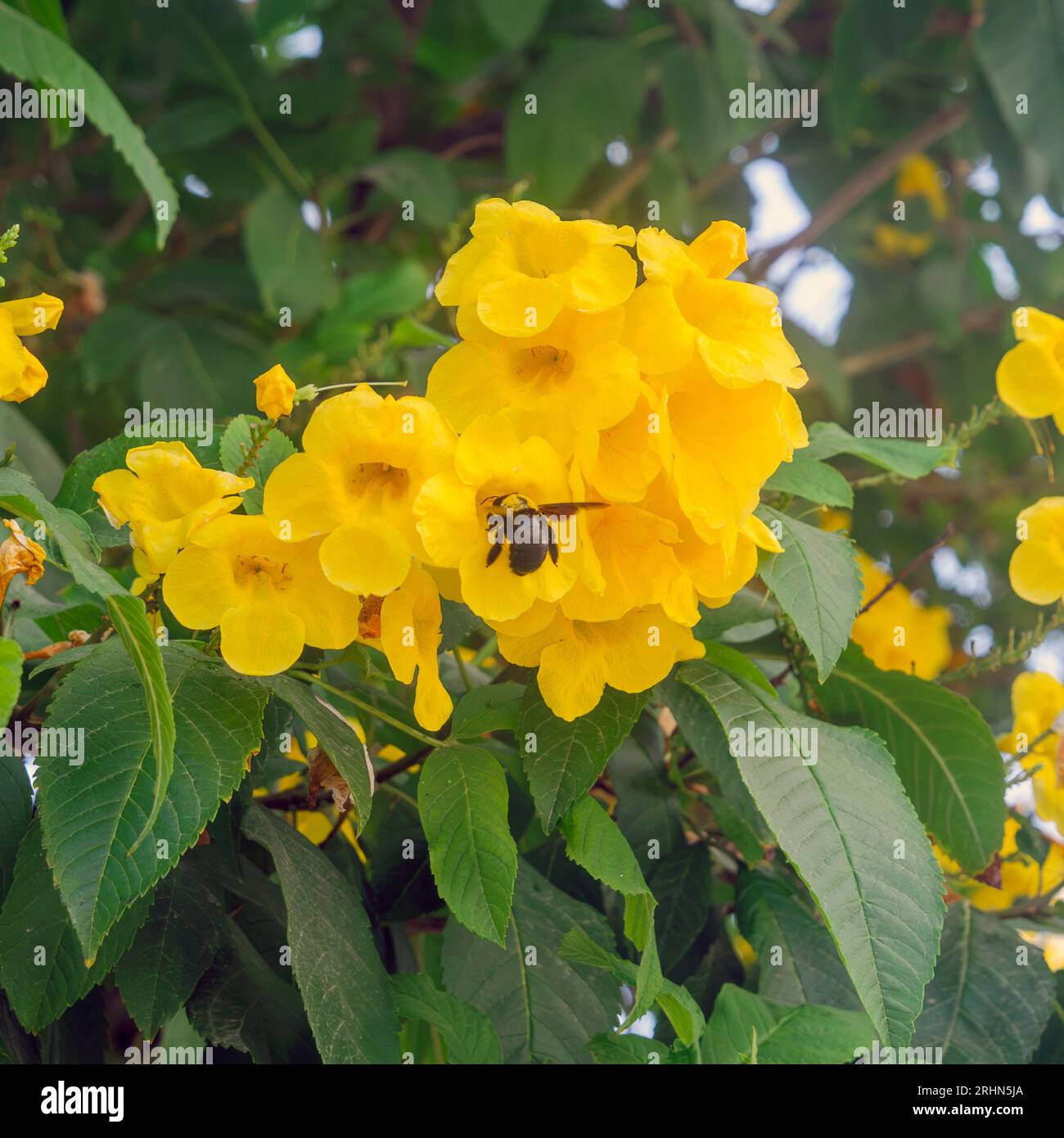 a bumble bee visiting a yellow trumpet tree Tecoma stans is a species of flowering perennial shrub in the trumpet vine family, Bignoniaceae, that is n Stock Photo