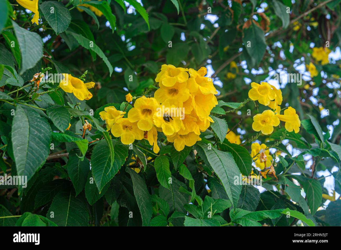 a bumble bee visiting a yellow trumpet tree Tecoma stans is a species of flowering perennial shrub in the trumpet vine family, Bignoniaceae, that is n Stock Photo