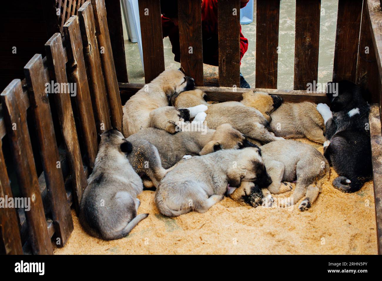Turkish breed shepherd dog puppies Kangal as guarding dog Stock Photo