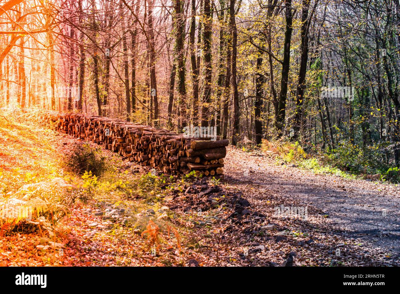 Fire wood tree  logs stock  trunks piled up Stock Photo