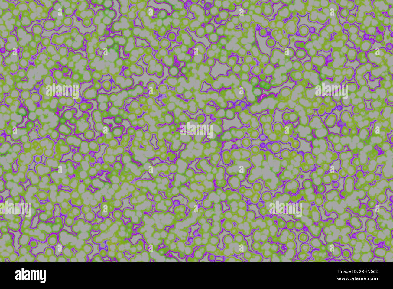 Shape of bacterial cell: cocci, bacilli, spirilla bacteria Stock Photo