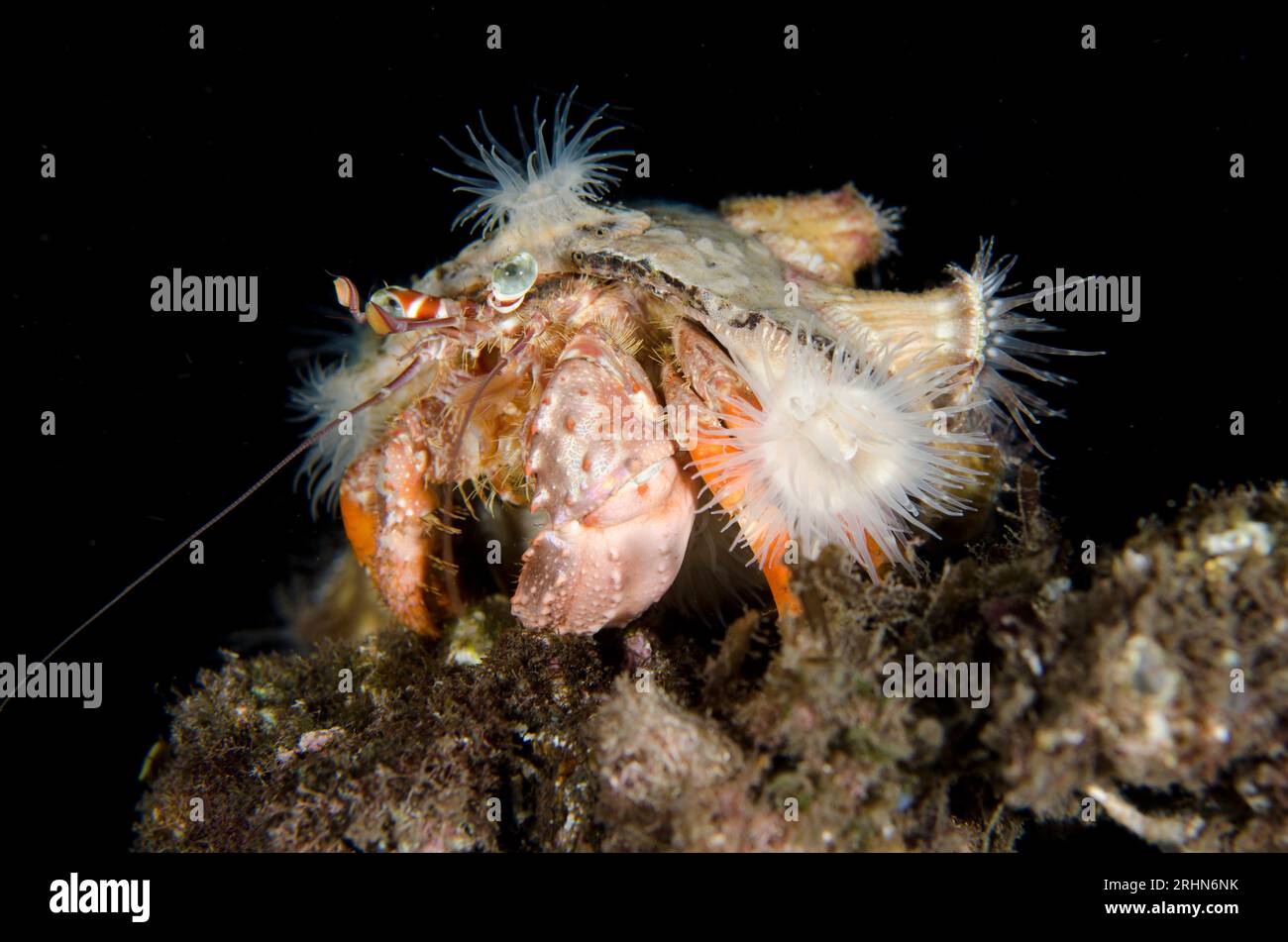 Anemone Hermit Crab, Dardanus pedunculatus, with anemones, Calliactis polypus, on shell for camouflage and protection, night dive, TK1 dive site, Lemb Stock Photo