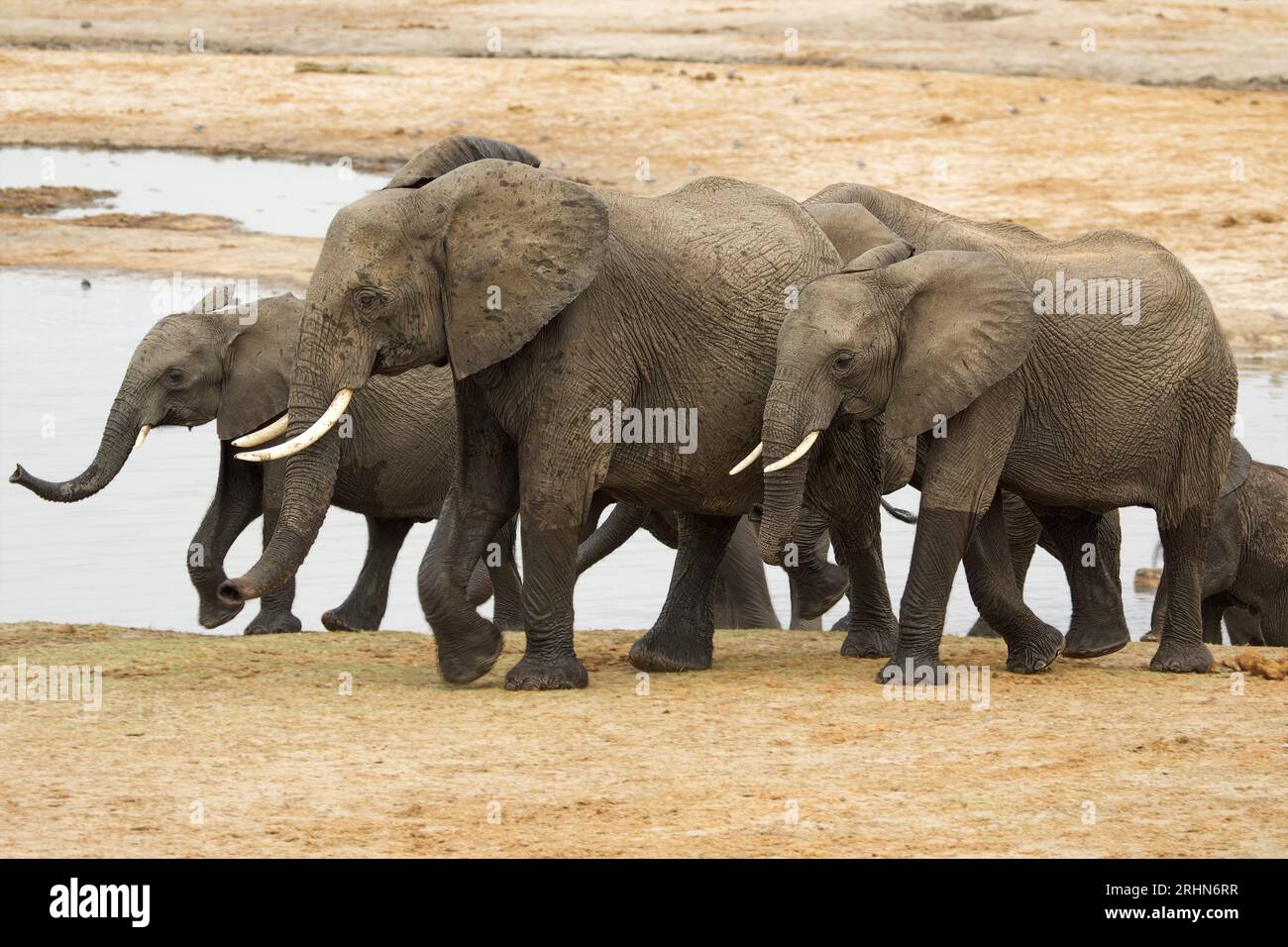 Elephants At Hwange National Park Zimbabwe Stock Photo Alamy