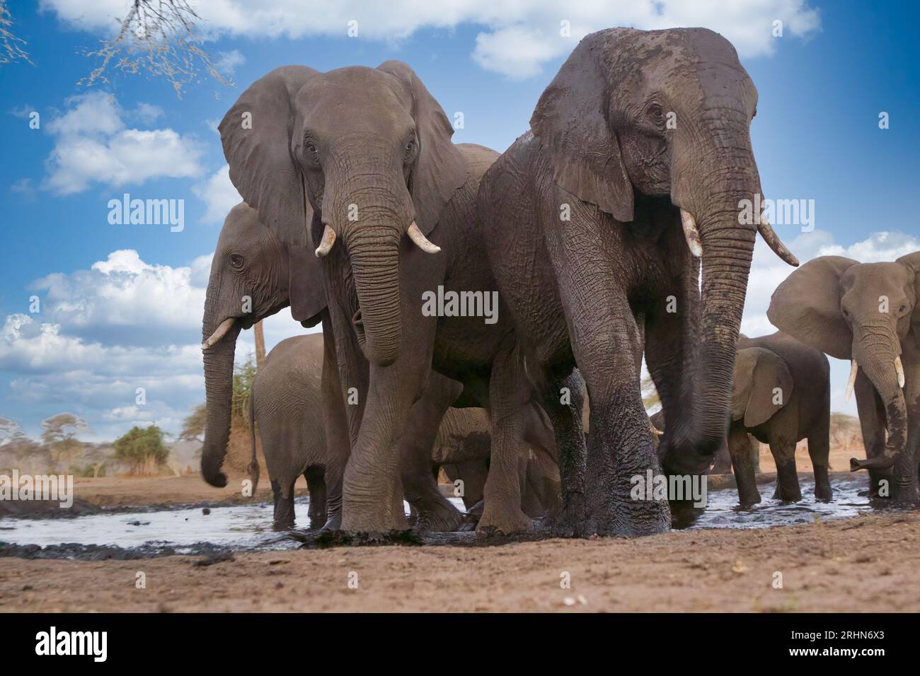Elephants At Hwange National Parl Zimbabwe Stock Photo Alamy