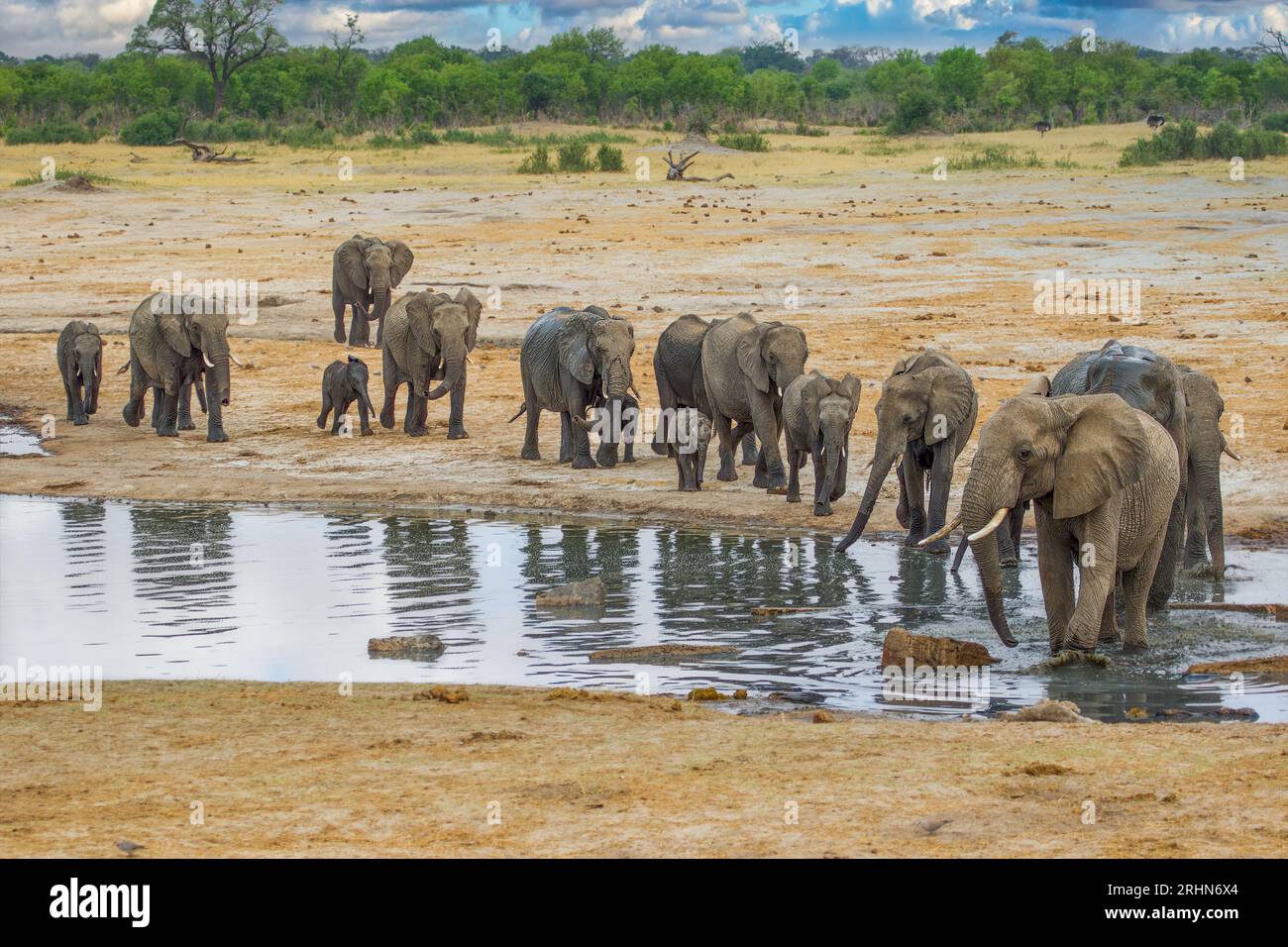 Elephants At Hwange National Park Zimbabwe Stock Photo Alamy