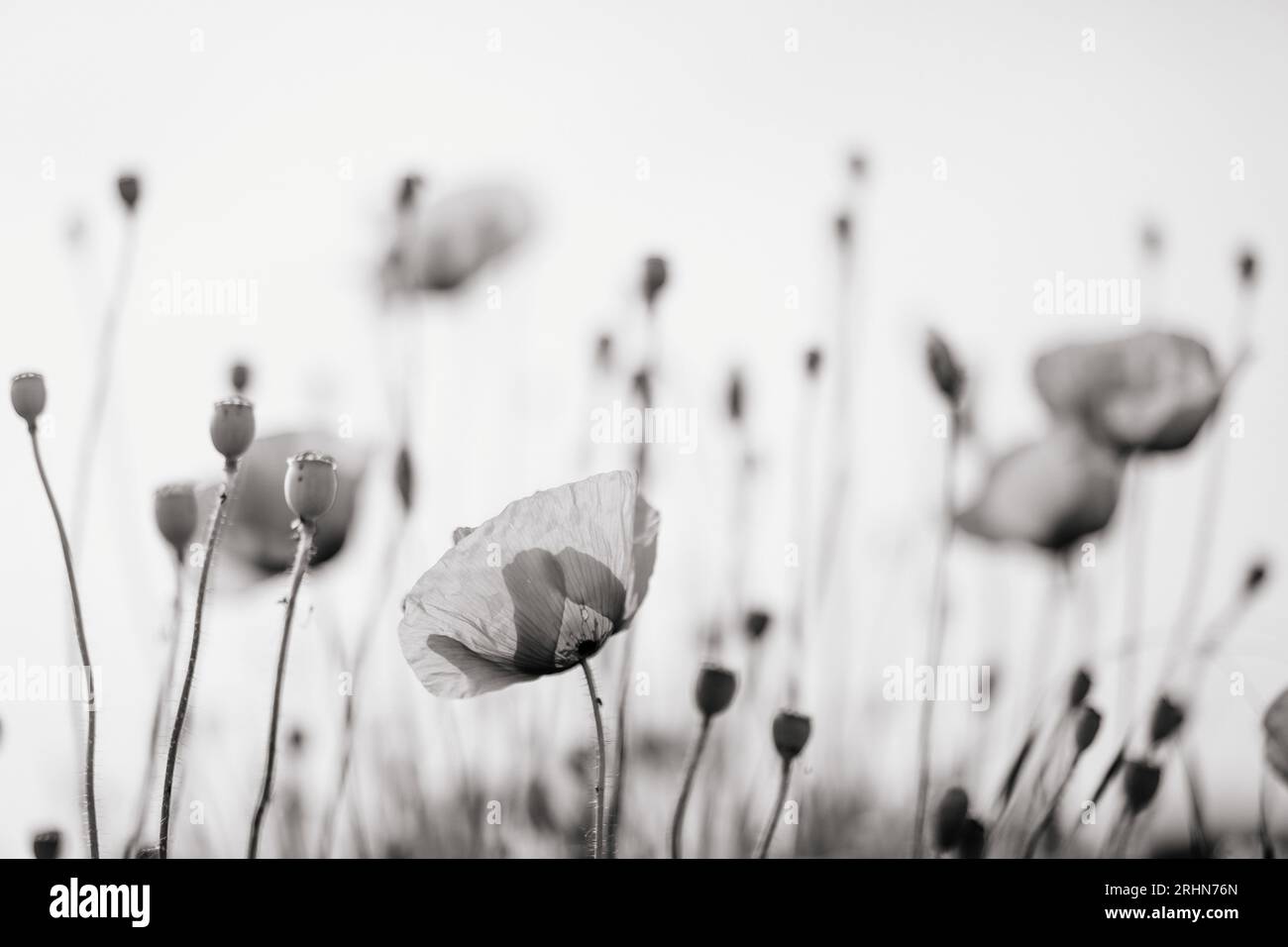 Black and white poppies hi-res stock photography and images - Alamy