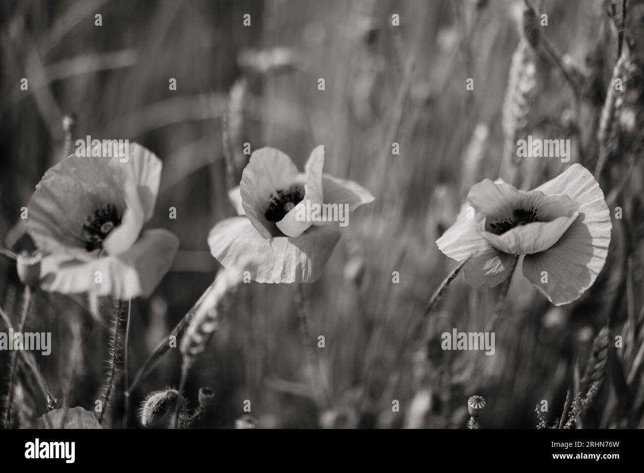 Poppy flowers, black and white image Stock Photo - Alamy