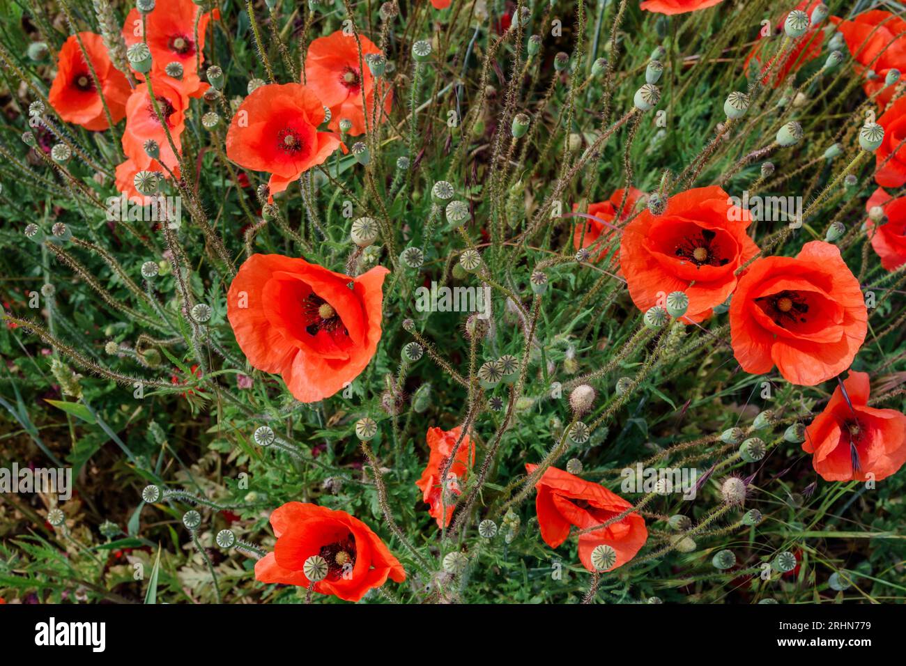 Field poppy painting hi-res stock photography and images - Alamy