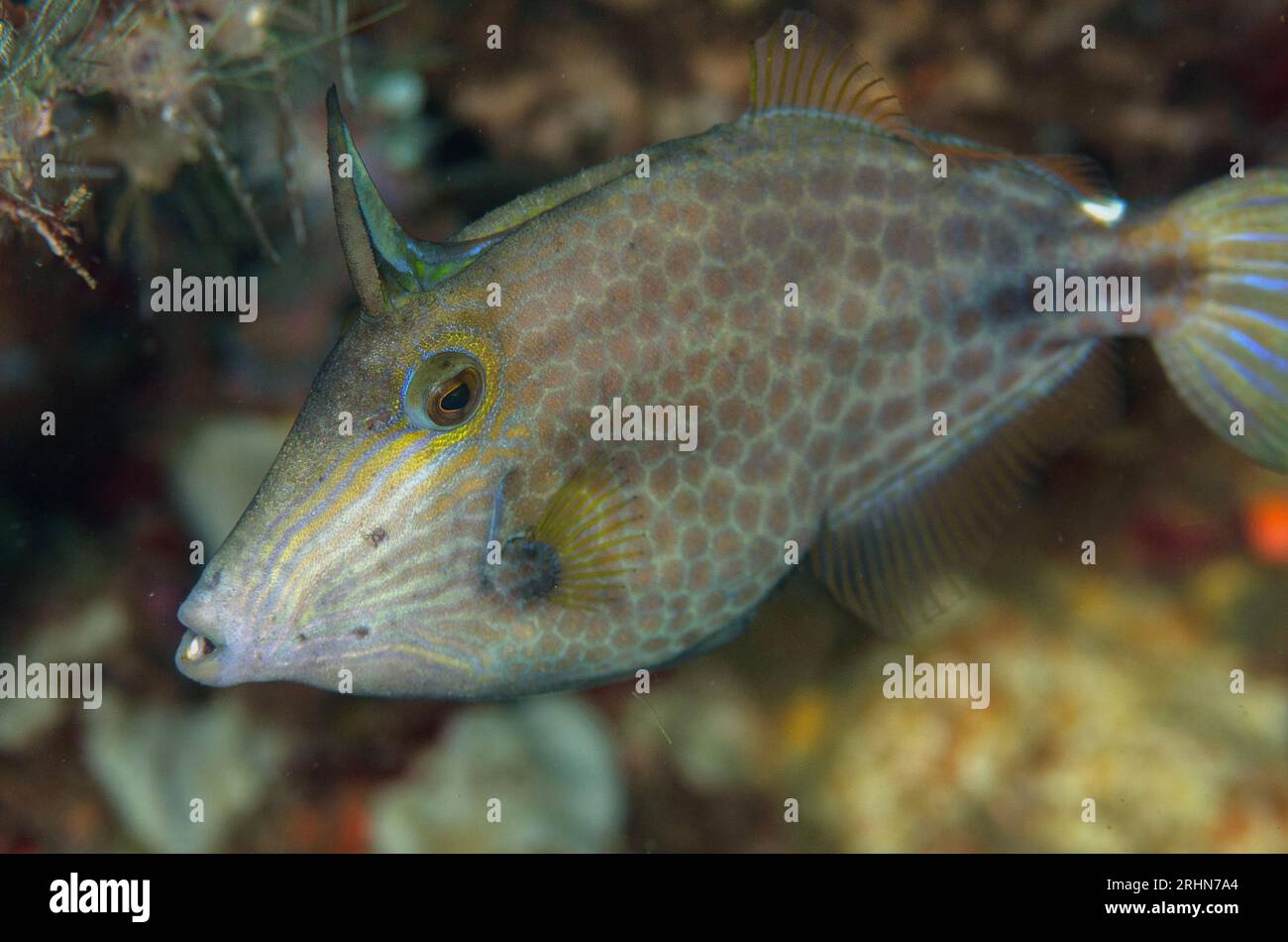 Wirenet Filefish, Cantherhines pardalis, with extended dorsal fin trigger, Nudi Falls dive site, Lembeh Straits, Sulawesi, Indonesia Stock Photo