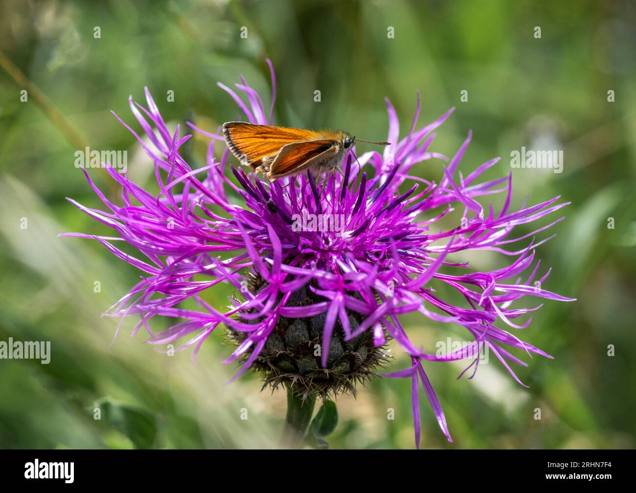 A Knapweed flower with a small Skipper butterfly feeding on the nectar Stock Photo