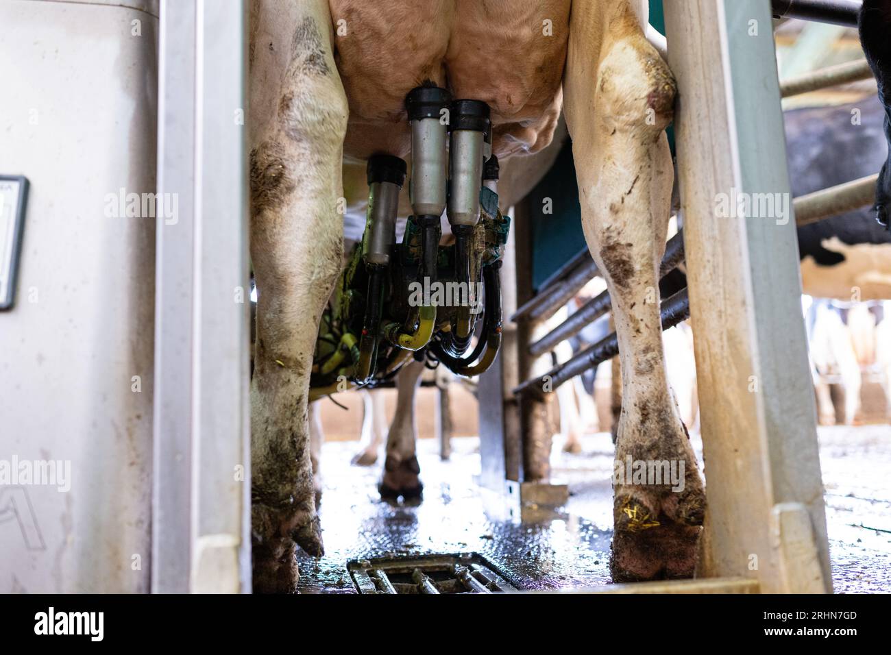 Ahaus, Germany. 16th Aug, 2023. INI Robots in the cowshed - farmers ...