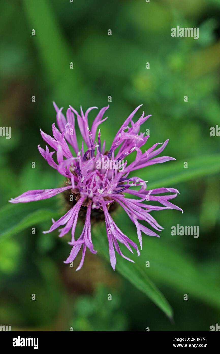 Greater knapweed purple flower in close up Stock Photo - Alamy