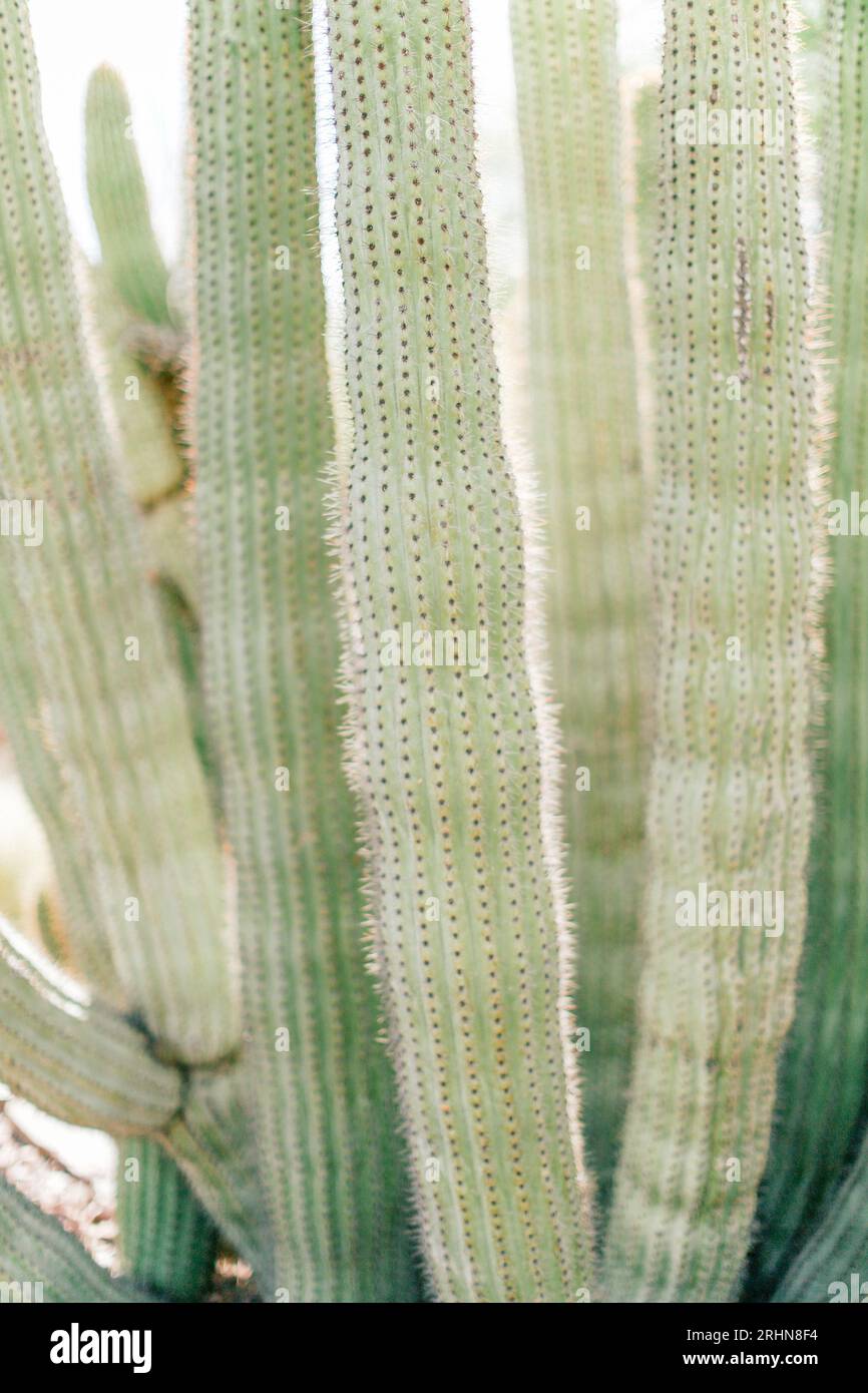 Multiple Cacti Multiple cacti hi-res stock photography and images - Alamy