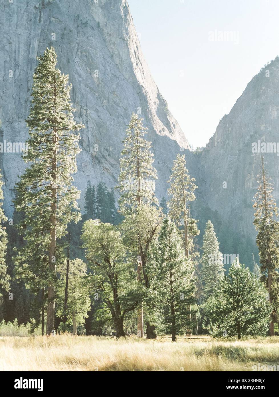 Vertical view of trees in front of Yosemite cliffs Stock Photo - Alamy