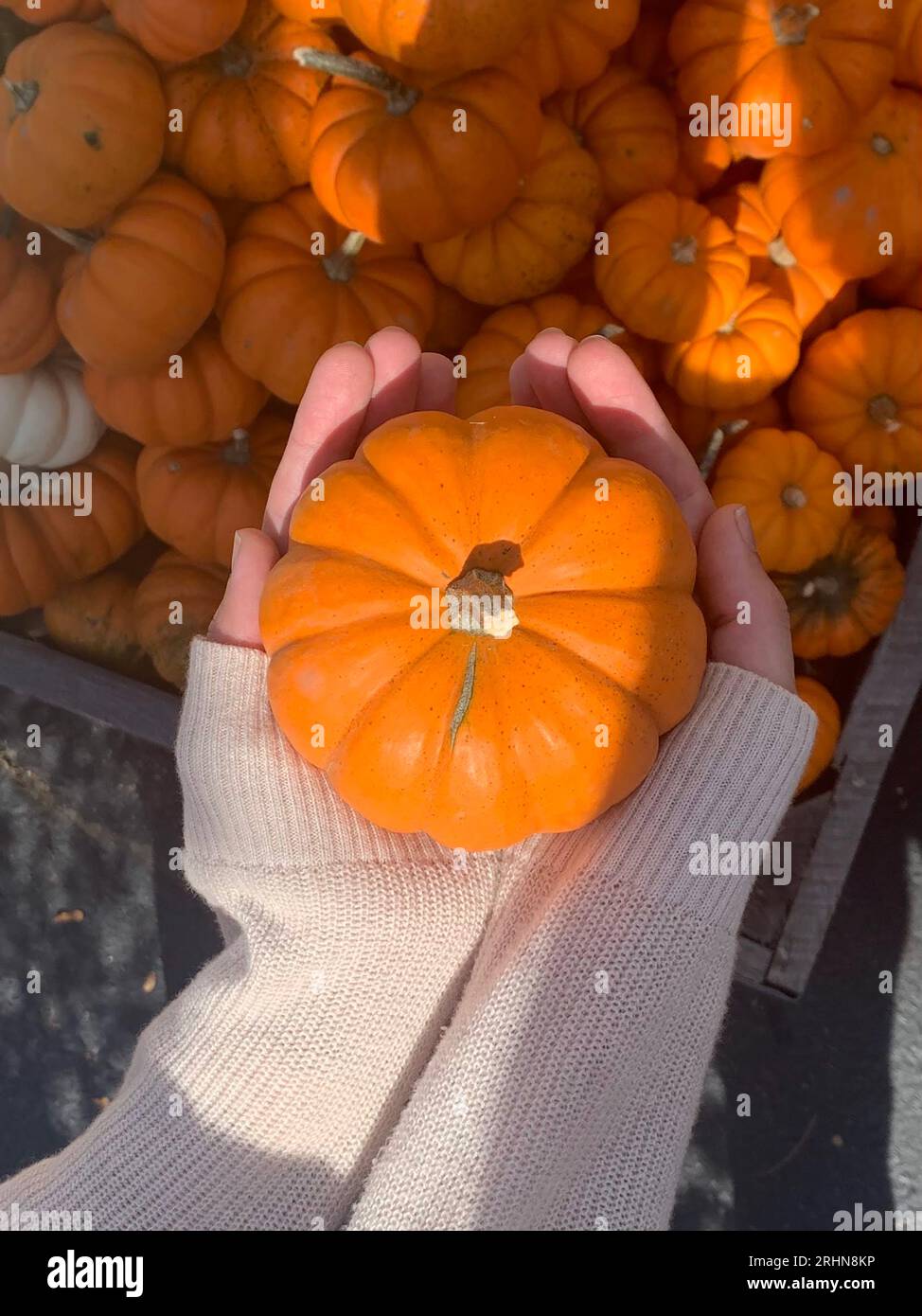Small Pumpkin in Woman's Hands with Sweater Stock Photo
