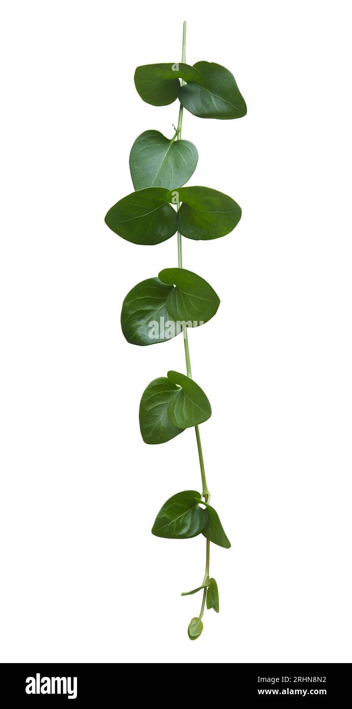 Green vine leaf isolated on white background Stock Photo