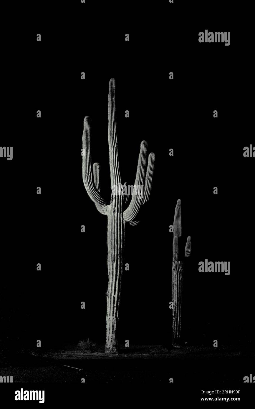 Saguaro cactus with arms lit at night vertical Stock Photo - Alamy