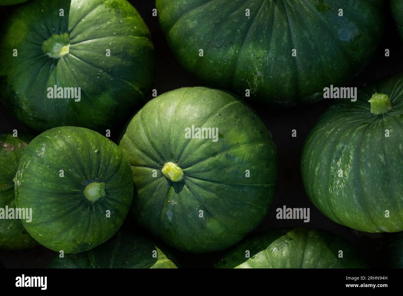 Detail close up of round green squash gourds Stock Photo