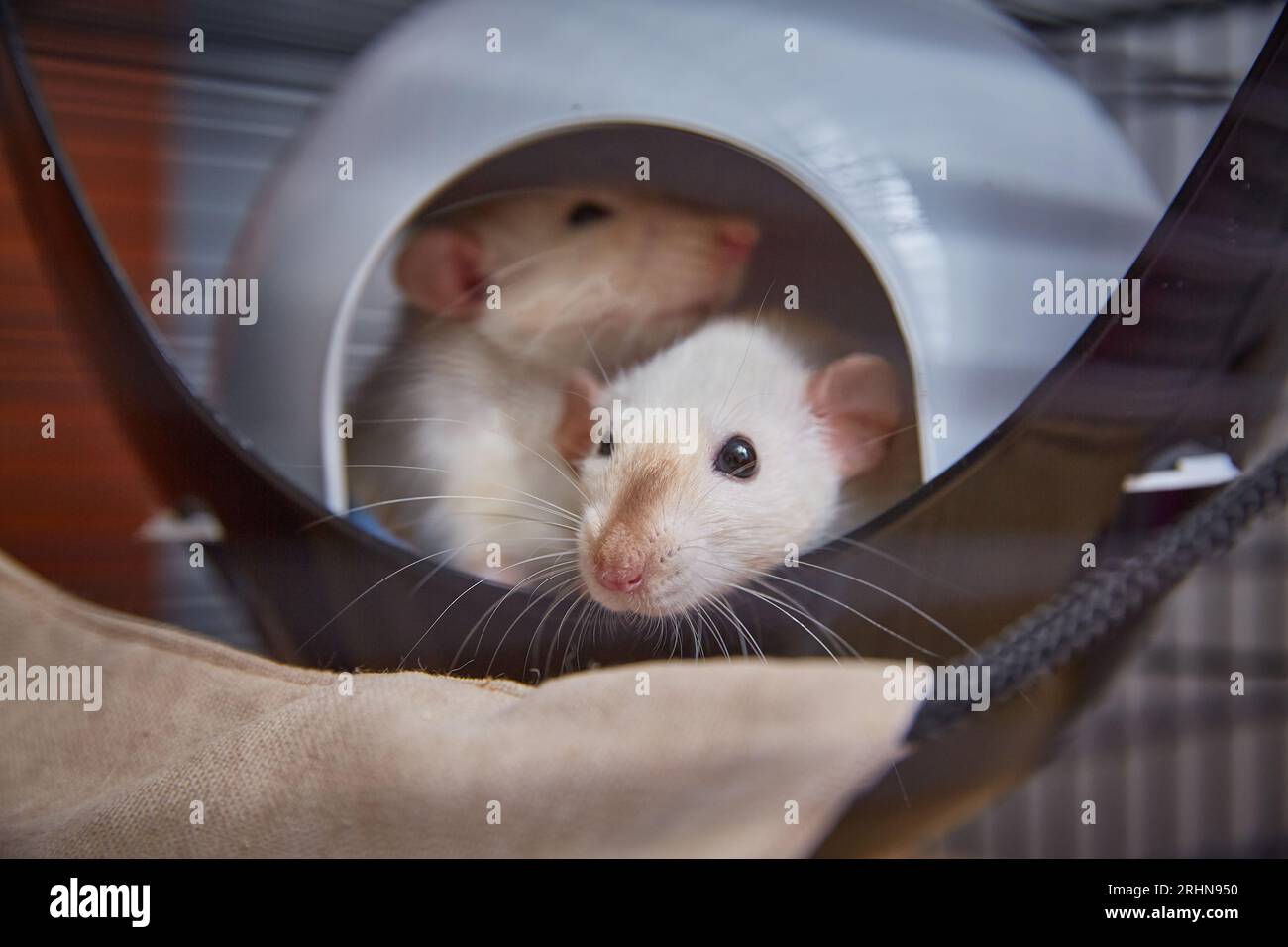Two rats are lying in a shelter house for rats in a cage Stock Photo