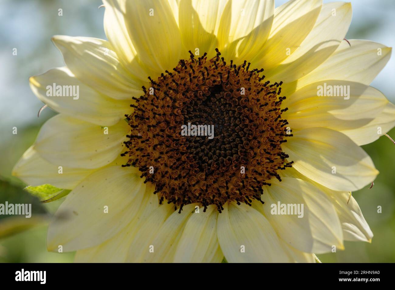Sunflower face hires stock photography and images Alamy