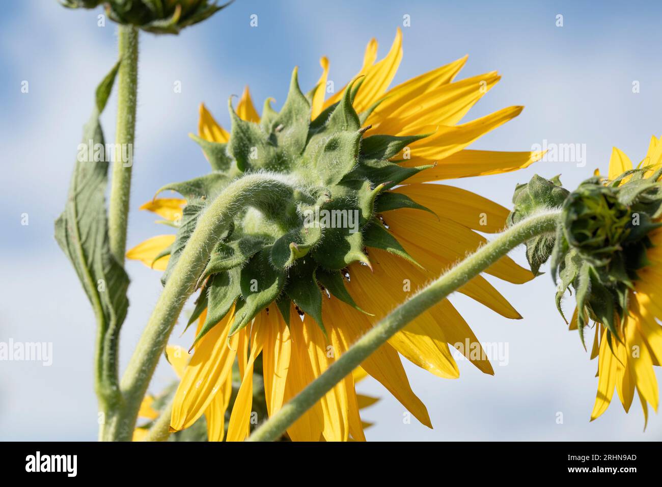 Backside of open sunflower cloudy sky background Stock Photo - Alamy