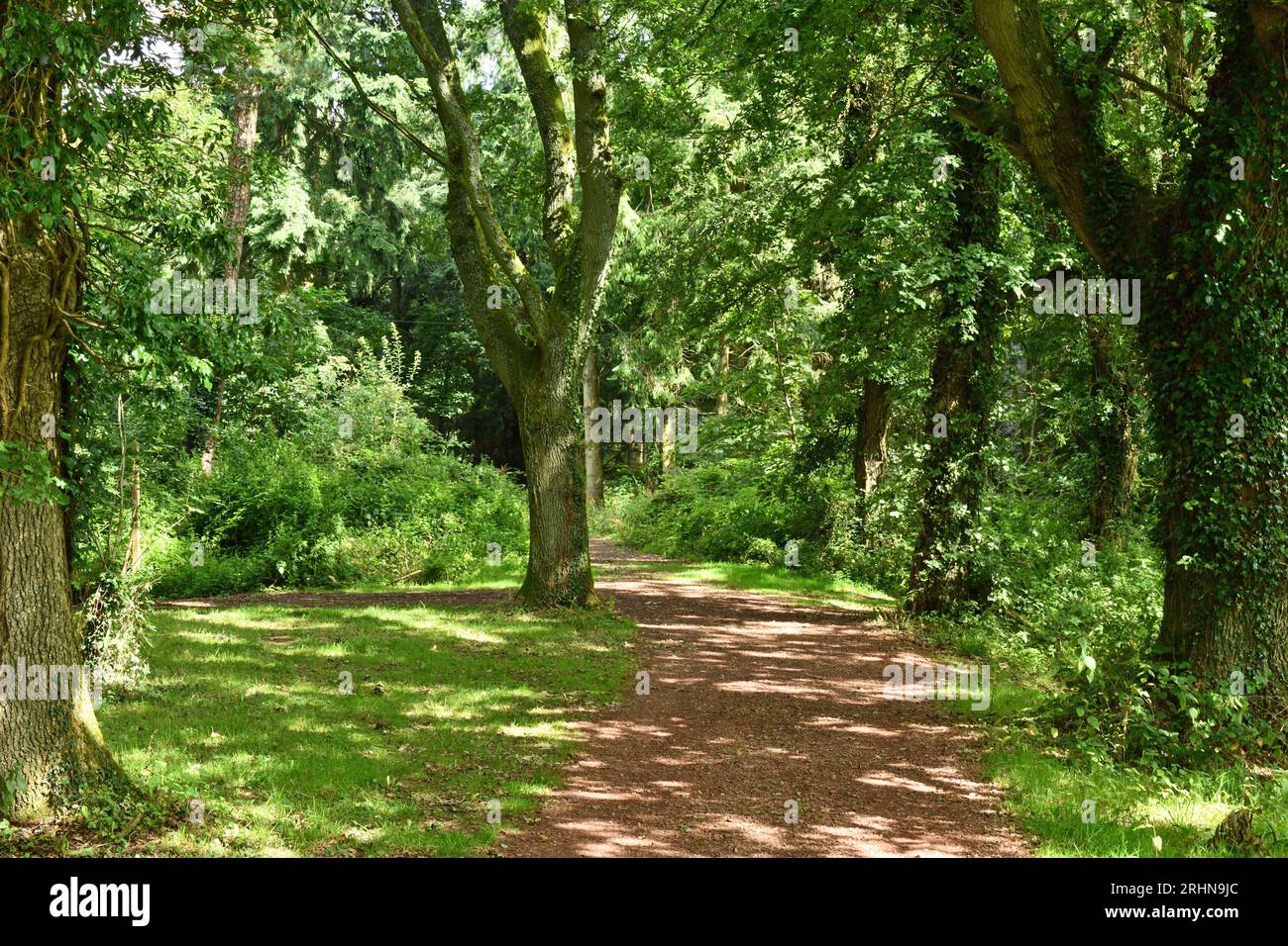 A dappled trackway through the woodland nearby to the Kymin with shadows and highlights on the woodland trees on a sunny day at The Kymin Monmouth Stock Photo