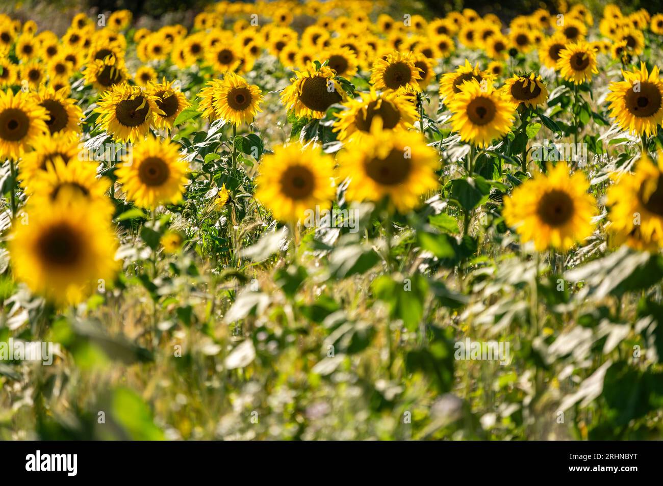 Sunflower field in Chigwell, near London, UK Stock Photo Alamy