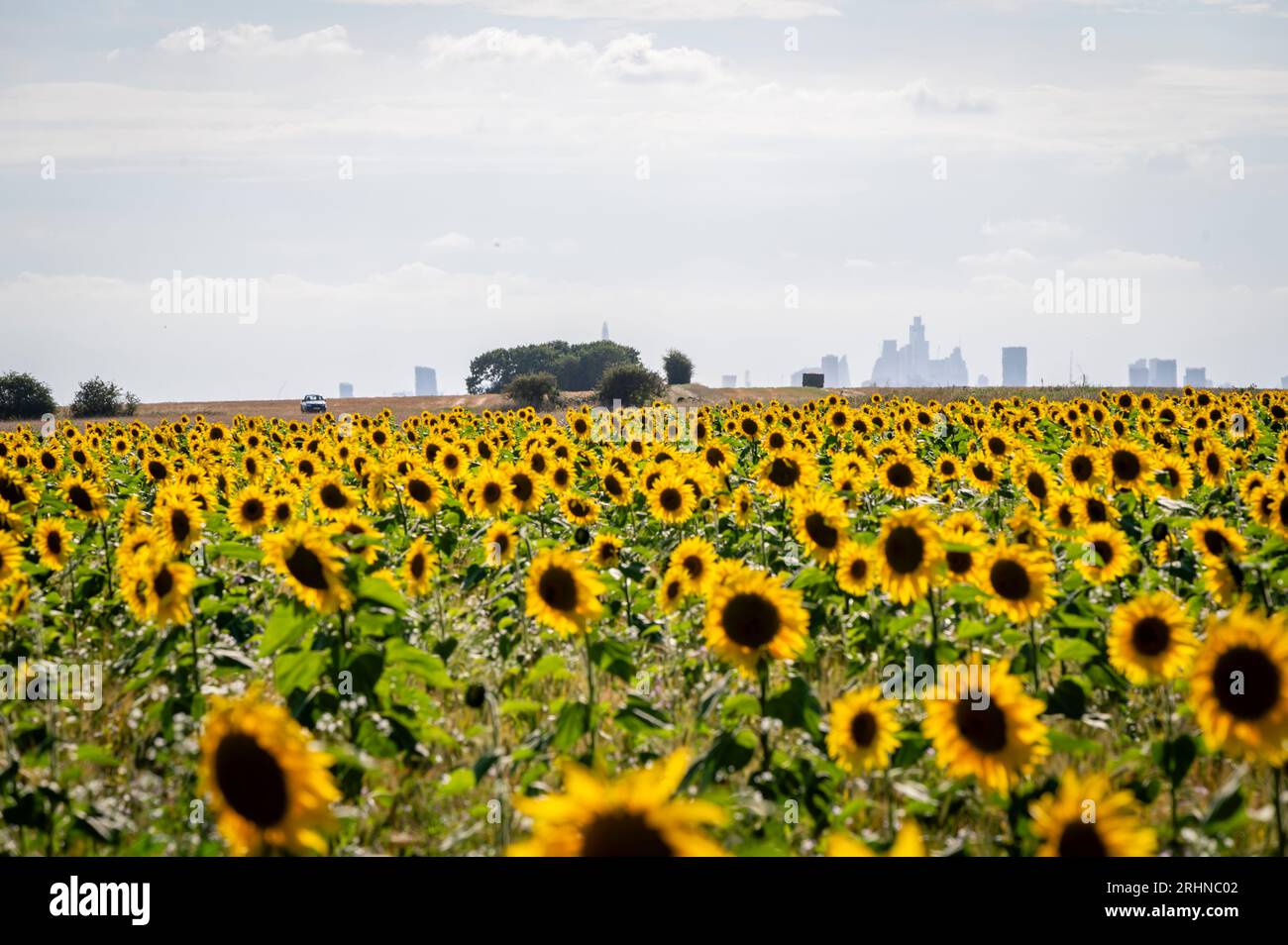 Sunflower field in Chigwell, near London, UK Stock Photo Alamy