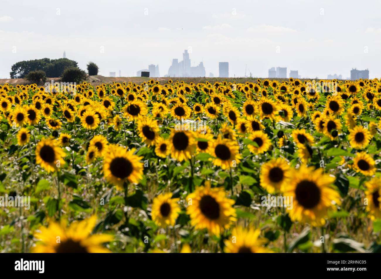 Sunflower field in Chigwell, near London, UK Stock Photo Alamy