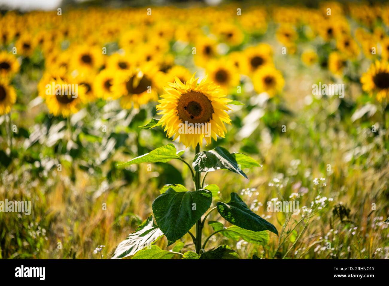 Sunflower field in Chigwell, near London, UK Stock Photo - Alamy
