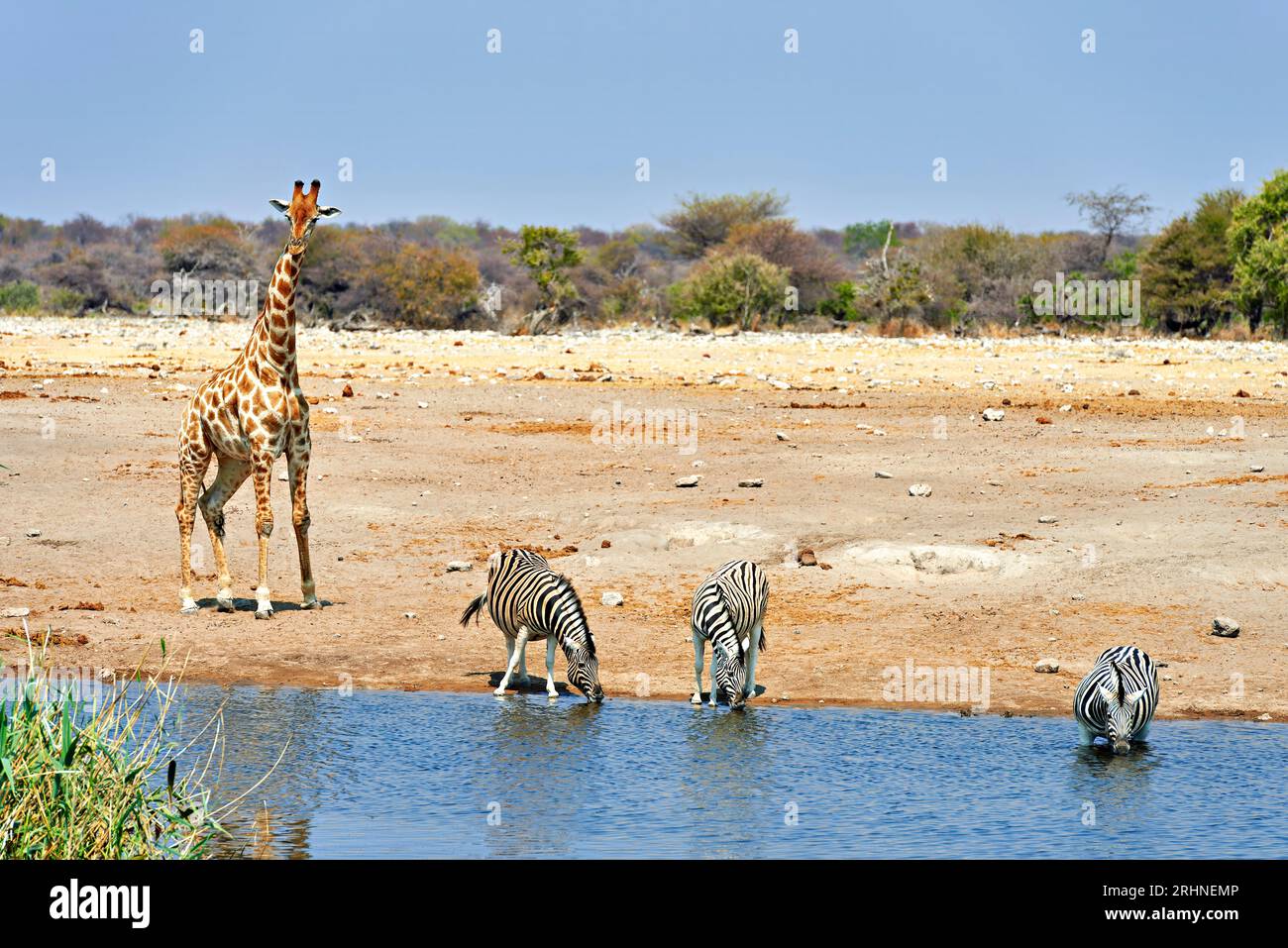 Namibia. Etosha National Park. Giraffe and zebras drinking at a waterhole Stock Photo