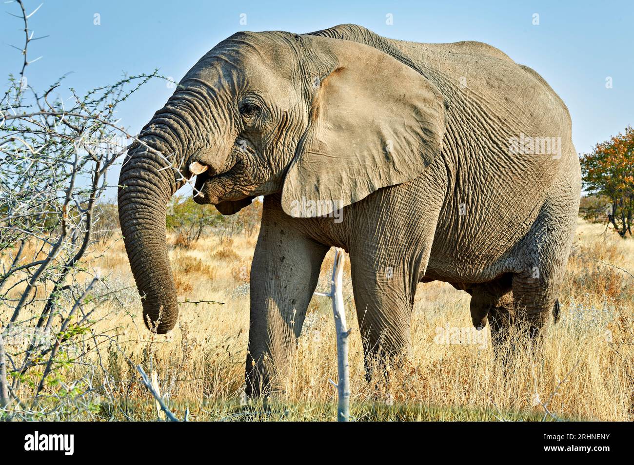 Namibia. Etosha National Park. Elephant in the wild Stock Photo