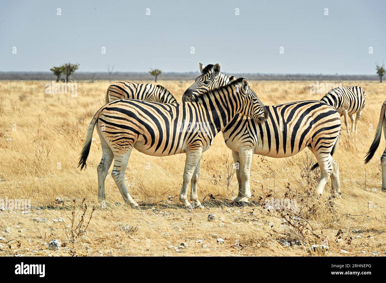 Namibia zebras hi-res stock photography and images - Alamy