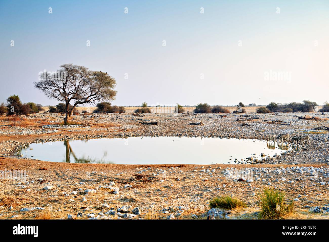 Zebras drinking waterhole etosha hi-res stock photography and images