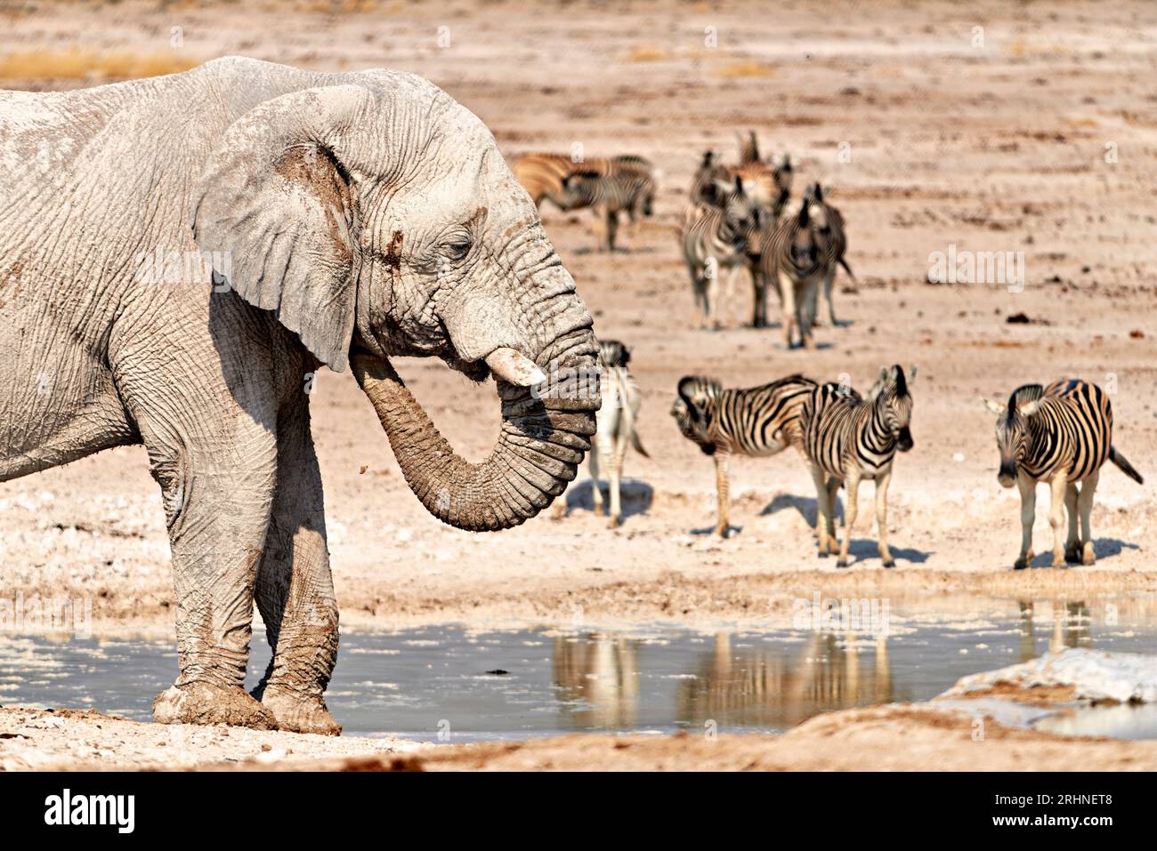 Namibia. Etosha National Park. An elephant drinking at a waterhole Stock Photo