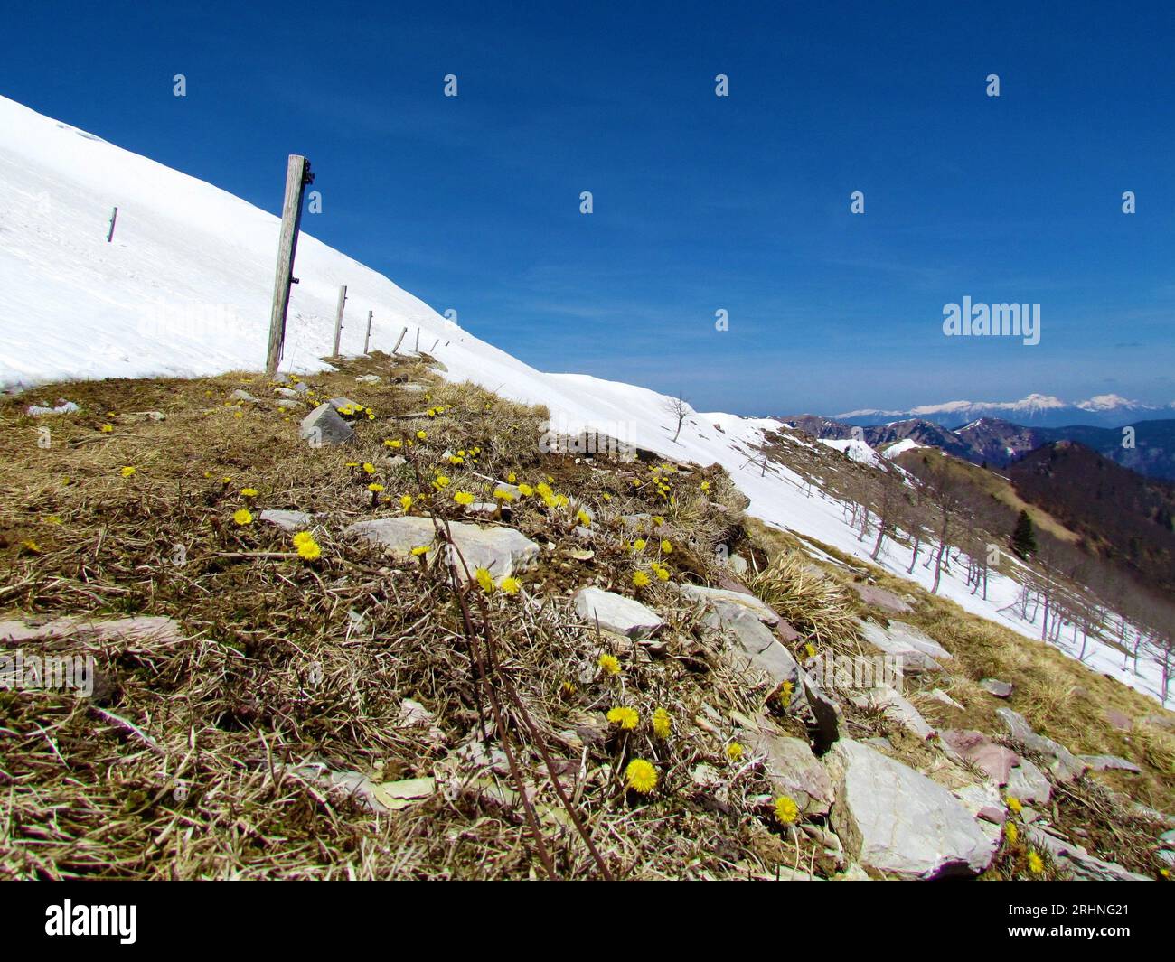Yellow blooming coltsfoot (Tussilago farfara) flowers growing on a mountain pasture in spring with snow in the back under Porezen in Gorenjska, Sloven Stock Photo
