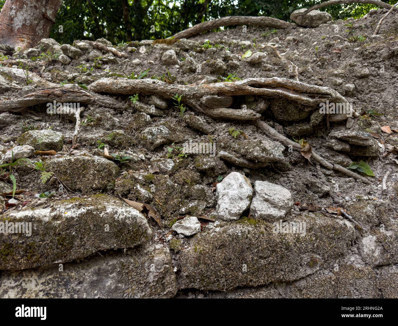 Tree roots growing on partially-excavated Structure B5, Plaza G, in the Mayan ruins in the Cahal Pech Archeological Reserve, Belize. Stock Photo